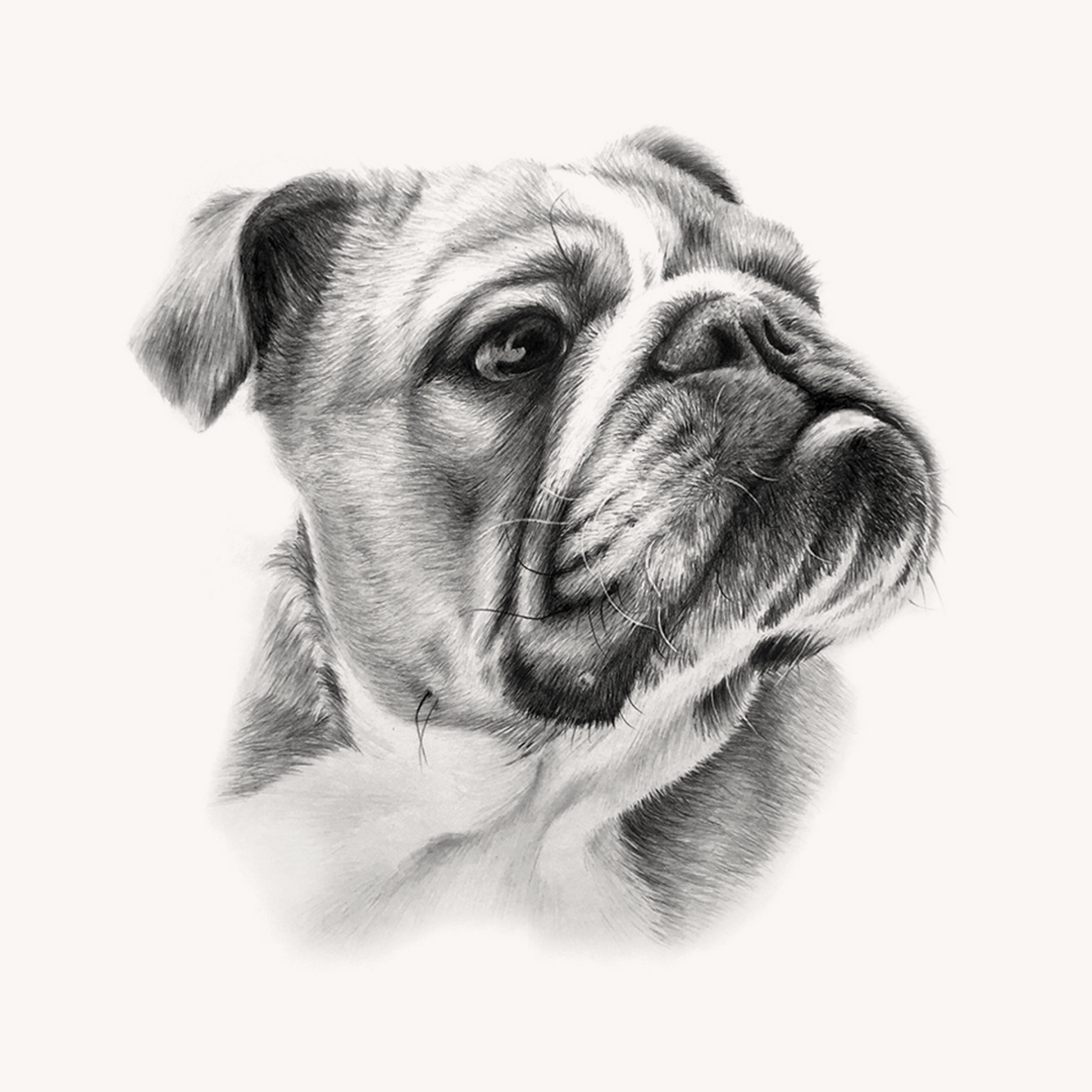 Bruno, the dog