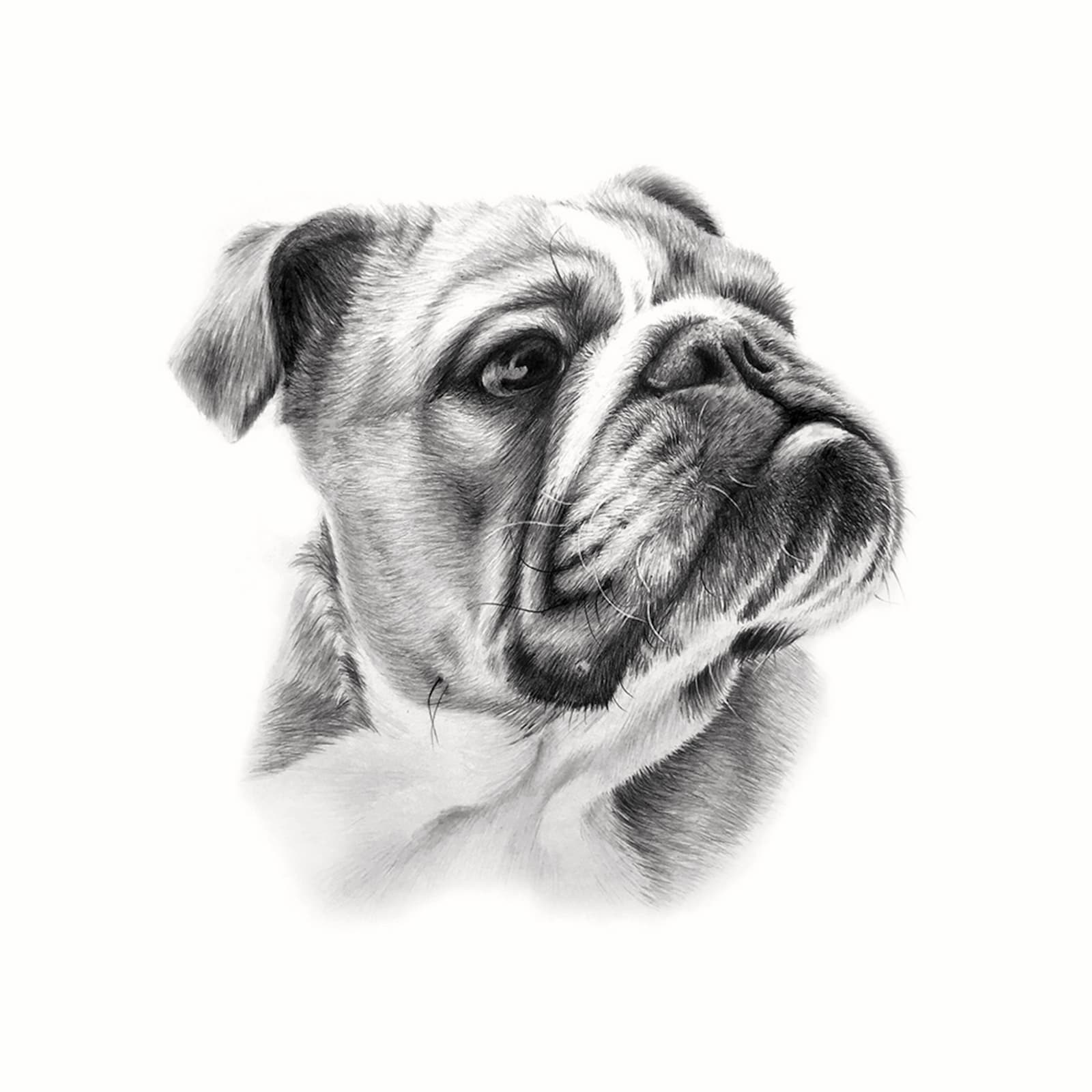Bruno, the dog
