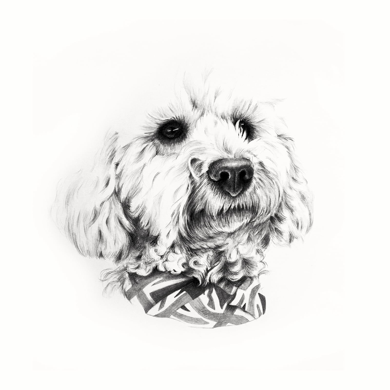 Cavoodle